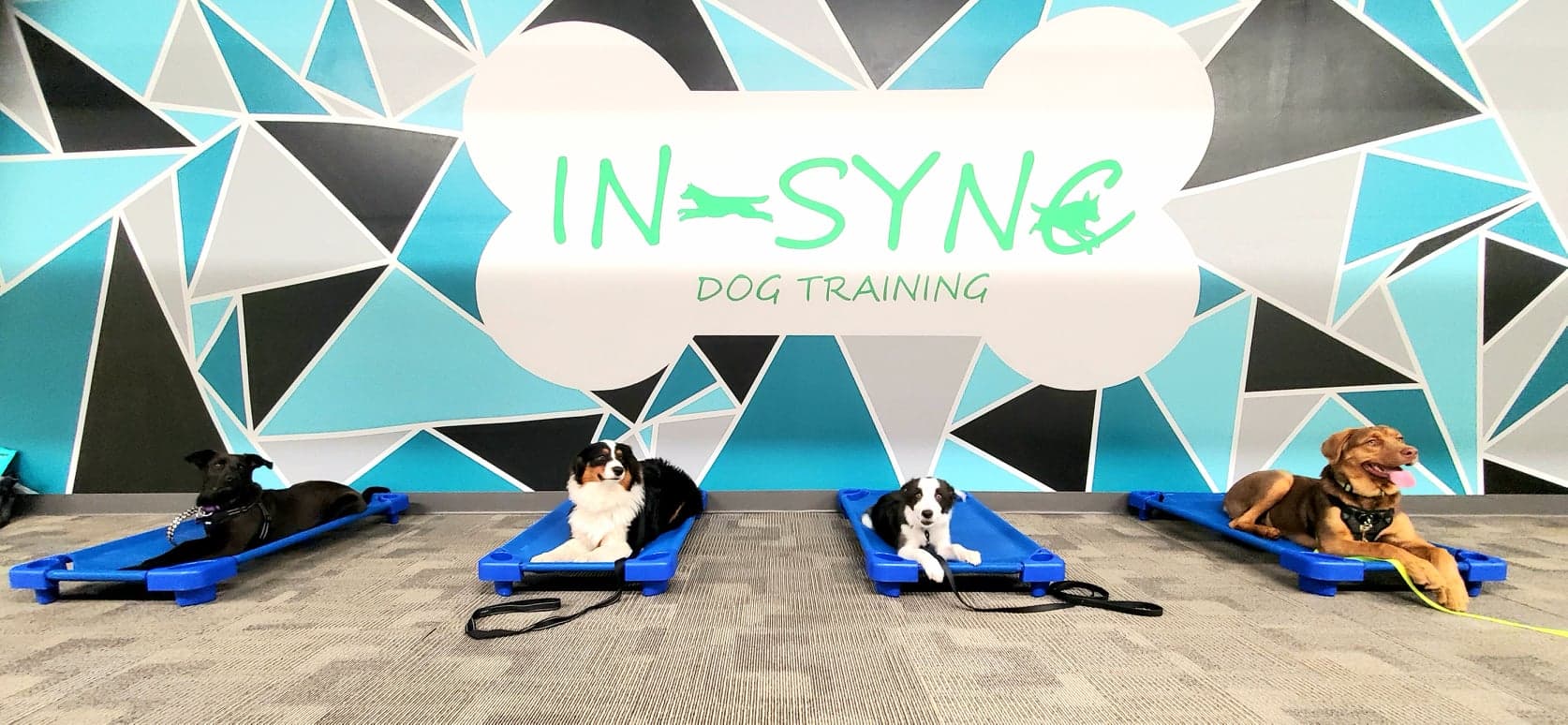 edmonton-dog-obedience-classes-in-sync-dog-training