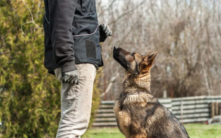 What Is Rally Obedience Training